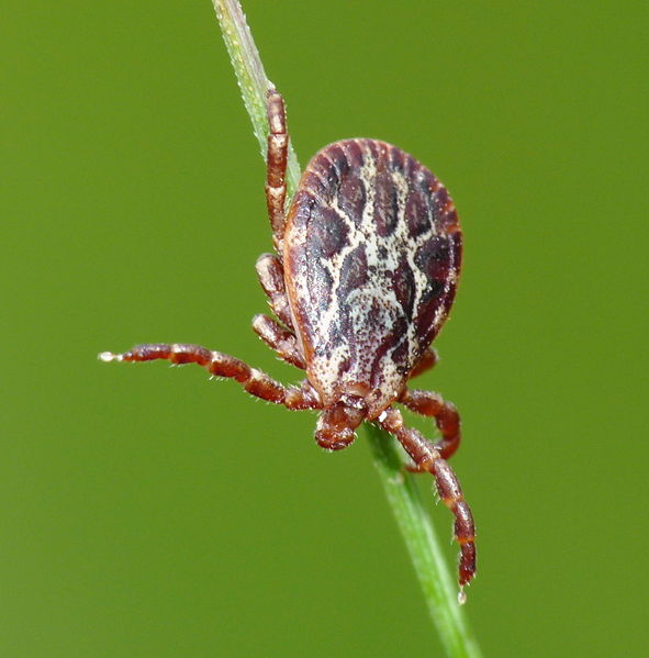 Dermacentor marginatus samec - zdroj Wikipedia