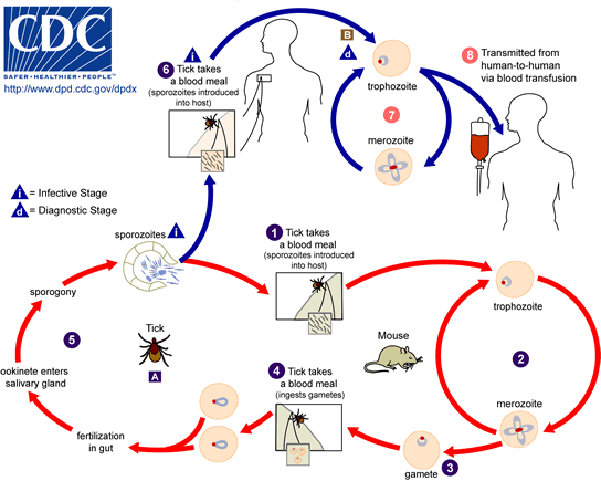 babesia_lifecycle.gif