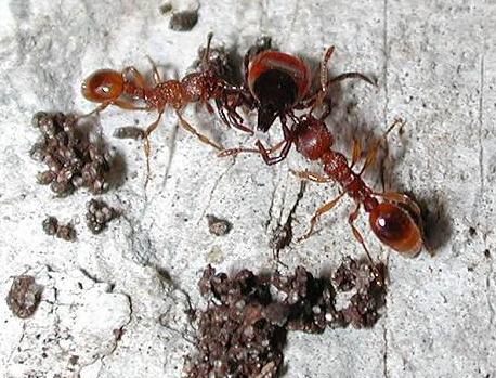 Mravenci napadající klíště